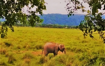 Kaziranga- Amidst Jungle Kaziranga- Amidst Jungle