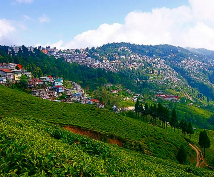 Misty Hills Darjeeling 