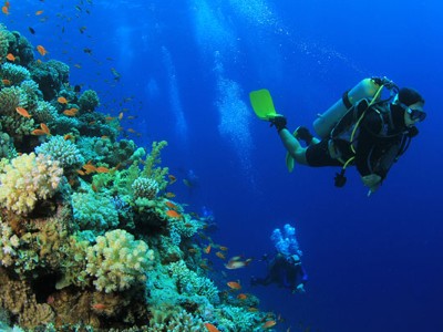 Andaman Corals