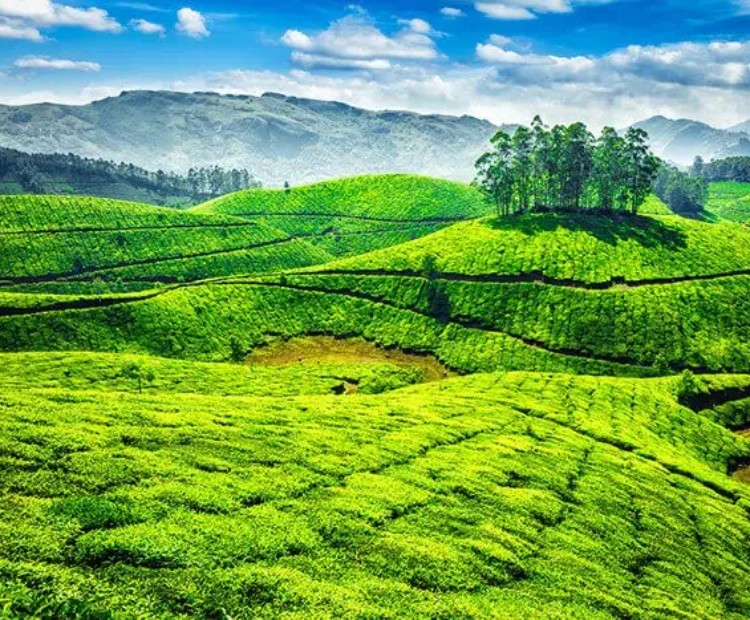 Enchanting Kerala