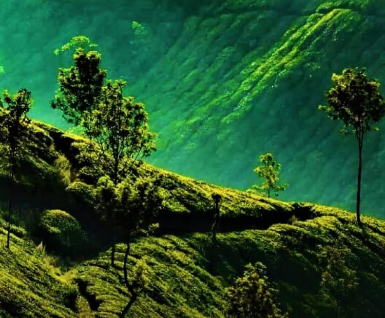 Splendid Darjeeling